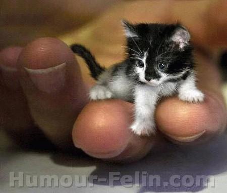 ce chat c un amour